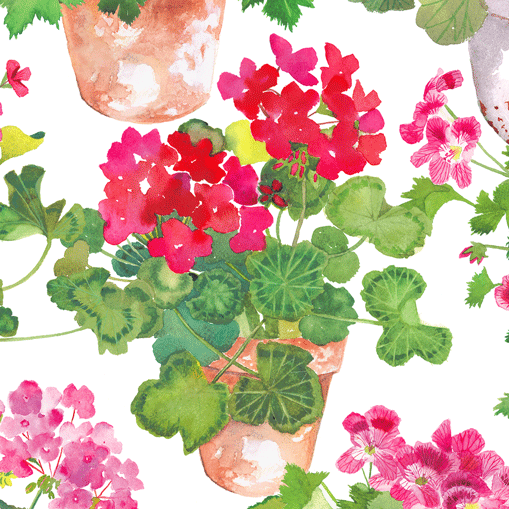 Watercolor illustration of trailing geranium plant in terracotta pot with bright magenta blooms and lush green foliage