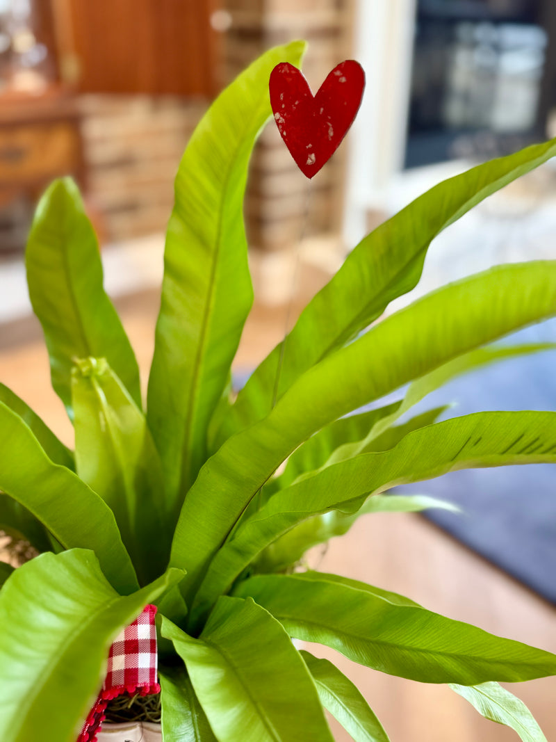 Plant of the Month (February)