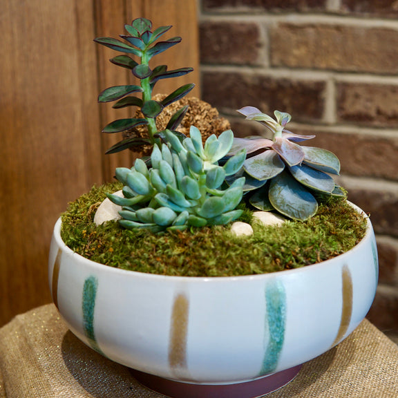 Potted succulent plant with a brick wall background