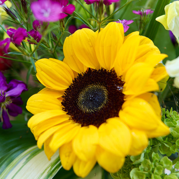 Close-up of a yellow sunflower with purple and green flowers in the background