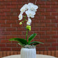 White orchid in a textured white pot against a brick wall.