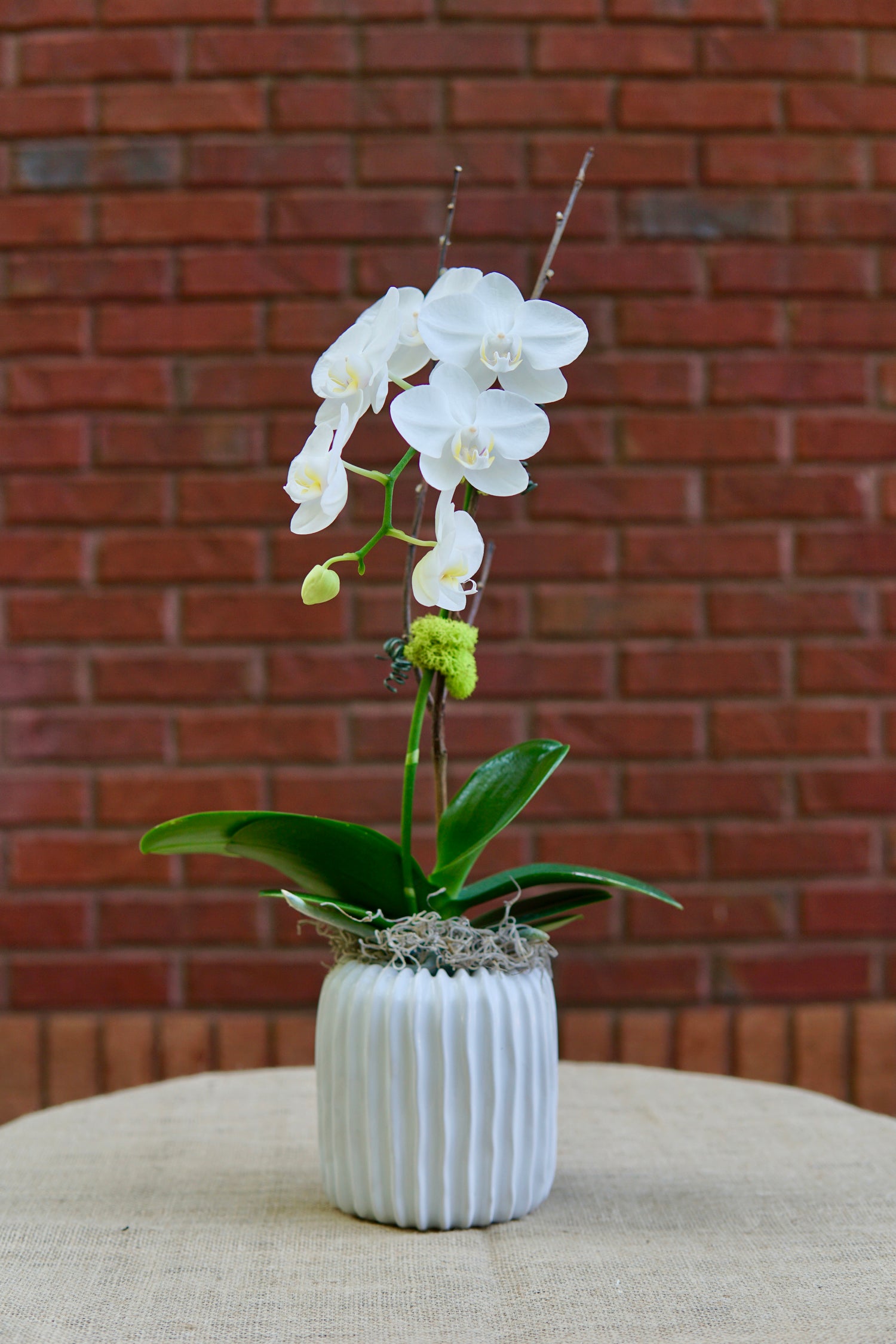 White orchid in a textured white pot against a brick wall.