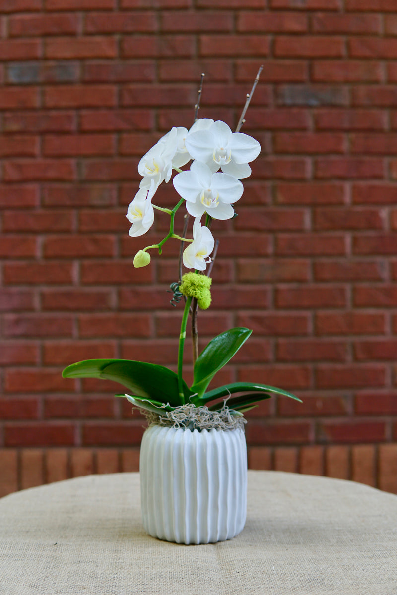 White orchid in a textured white pot against a brick wall.