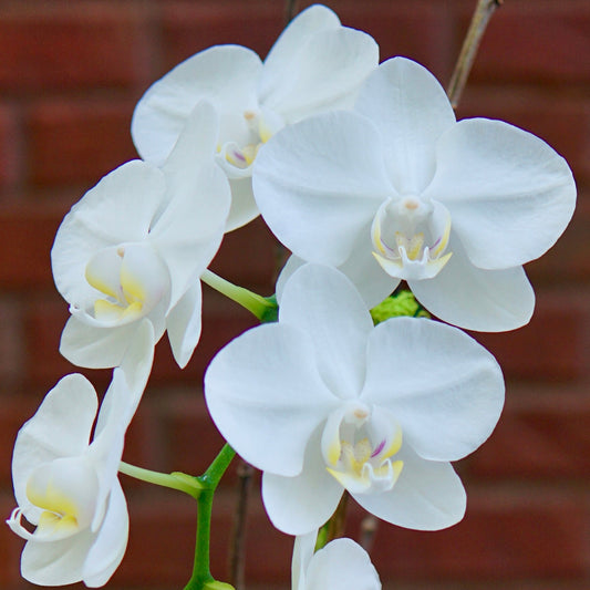 White orchids against a brick wall background