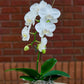 White orchid in a decorative pot on a table with a brick wall background