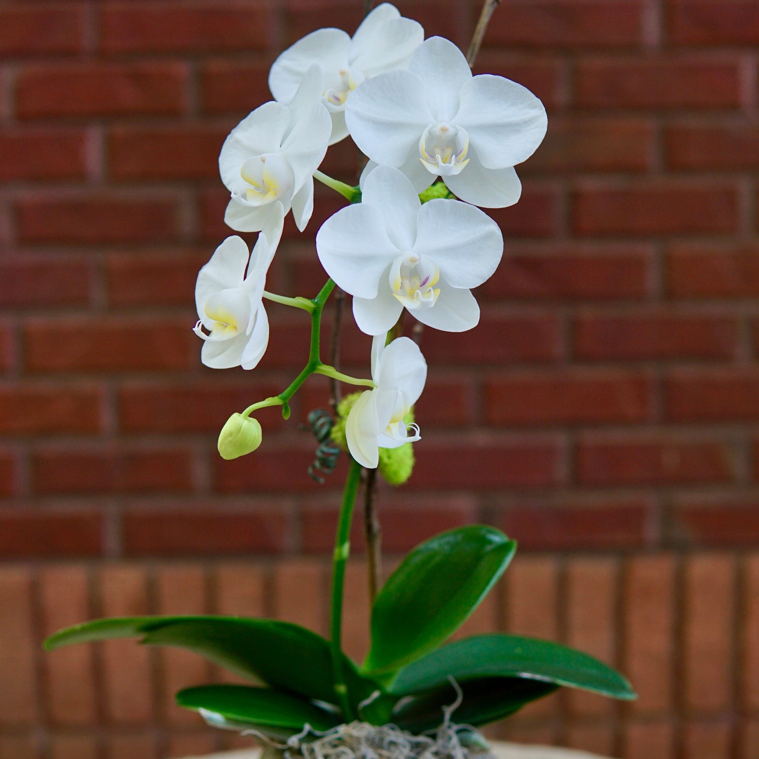 White orchid in a decorative pot on a table with a brick wall background