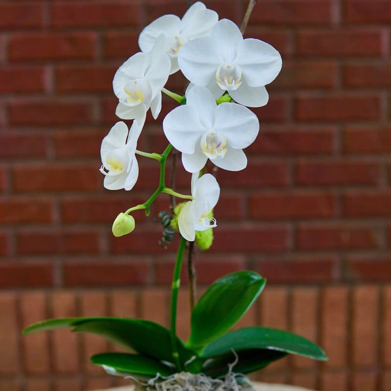 White orchid in a decorative pot on a table with a brick wall background