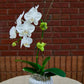White orchid in a white vase on a table with a brick wall background