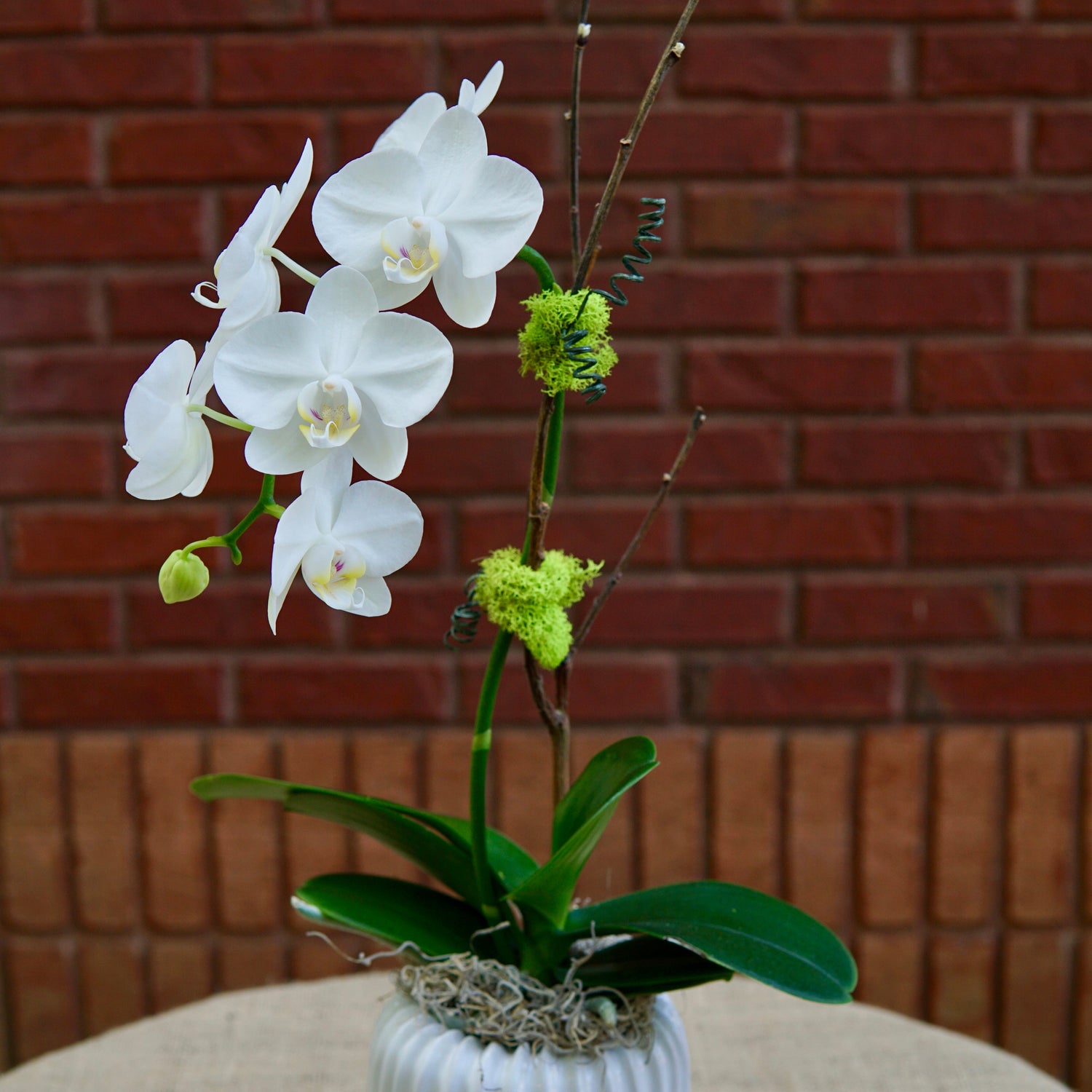 White orchid in a white vase on a table with a brick wall background
