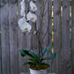 Plant of the Month (October)