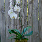 Plant of the Month (October)
