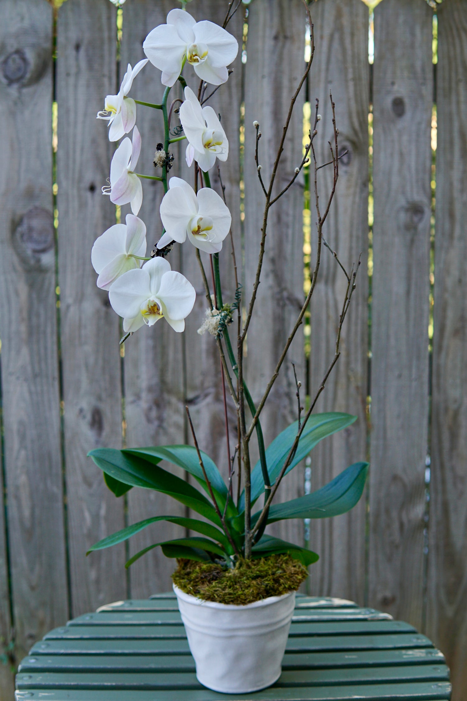 Plant of the Month (October)