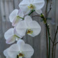 Plant of the Month (October)