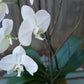 Plant of the Month (October)