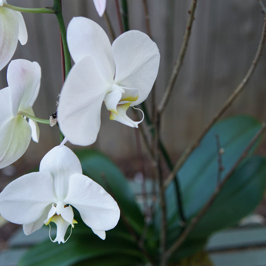 Plant of the Month (October)