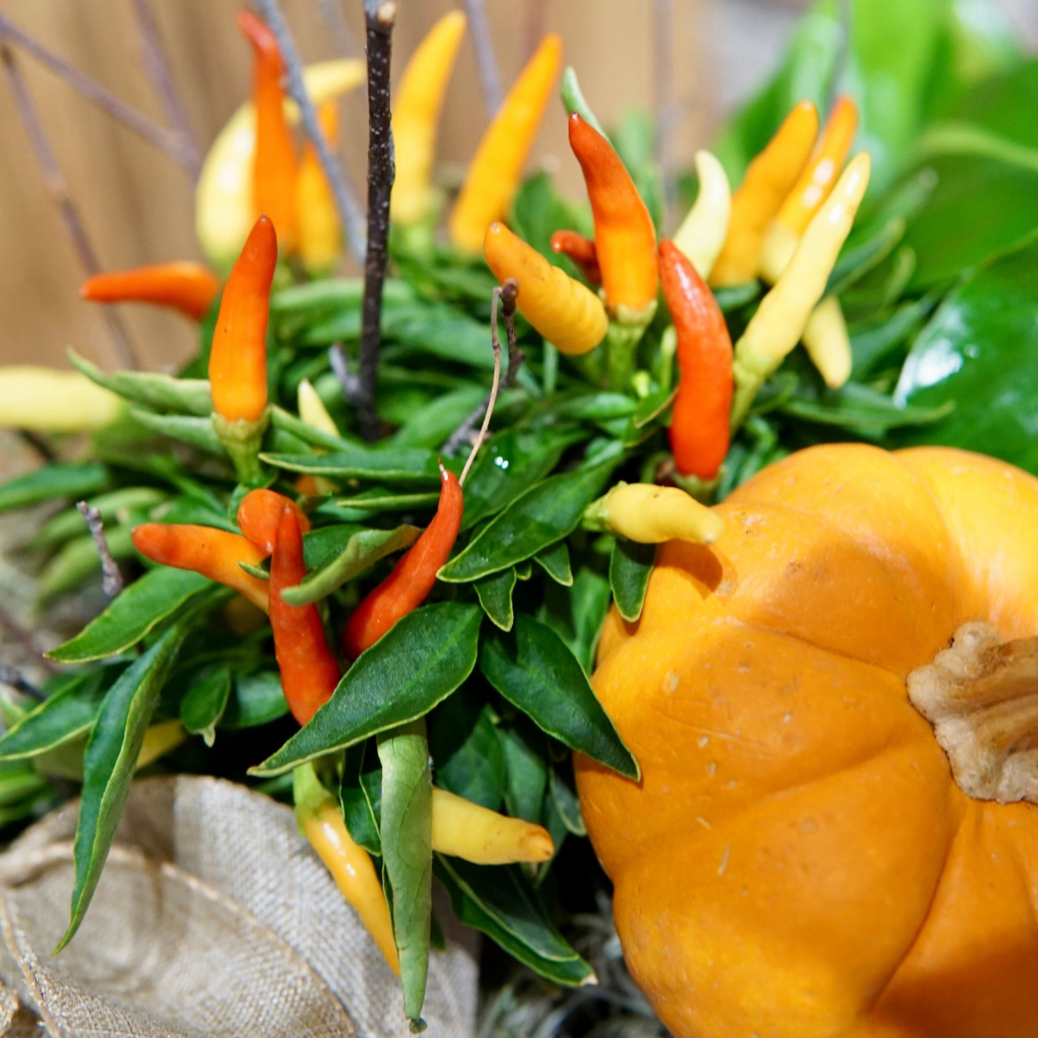 Decorative arrangement with peppers and a pumpkin on a textured surface