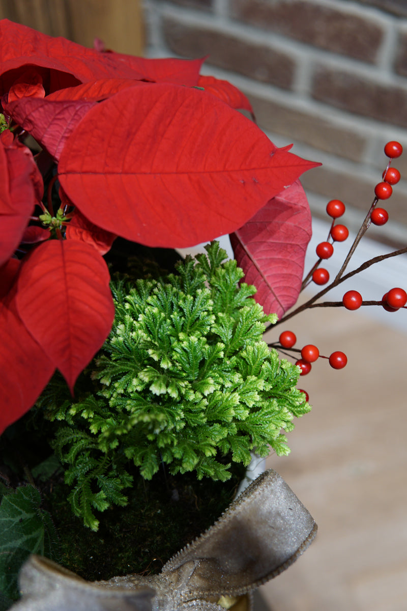 Plant of the Month (December)