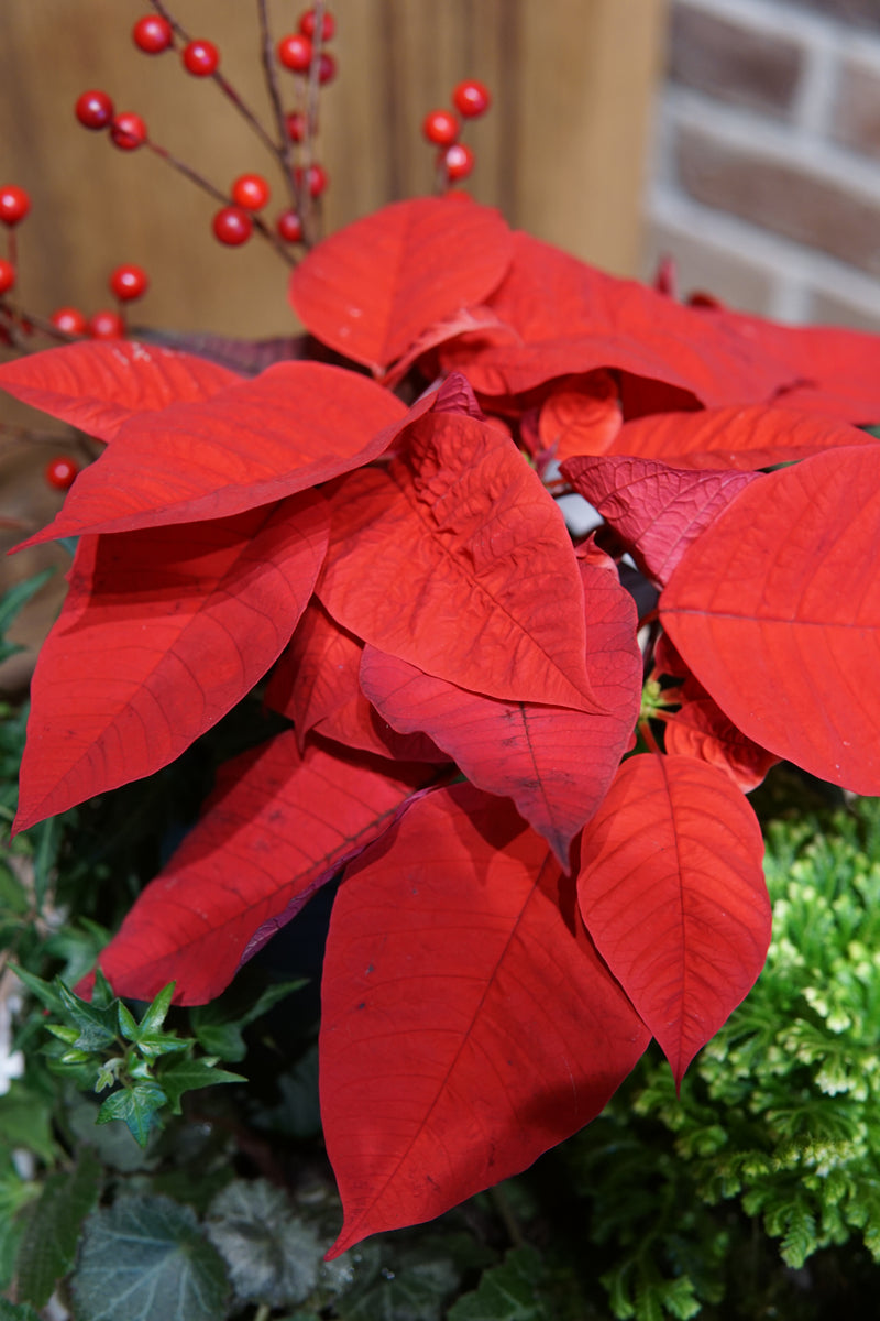 Plant of the Month (December)