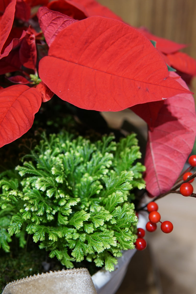 Plant of the Month (December)