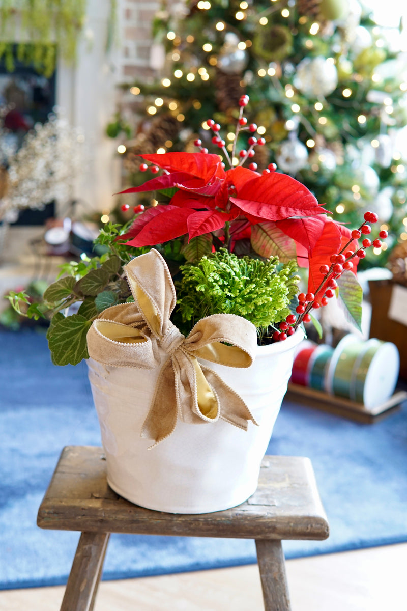 Plant of the Month (December)