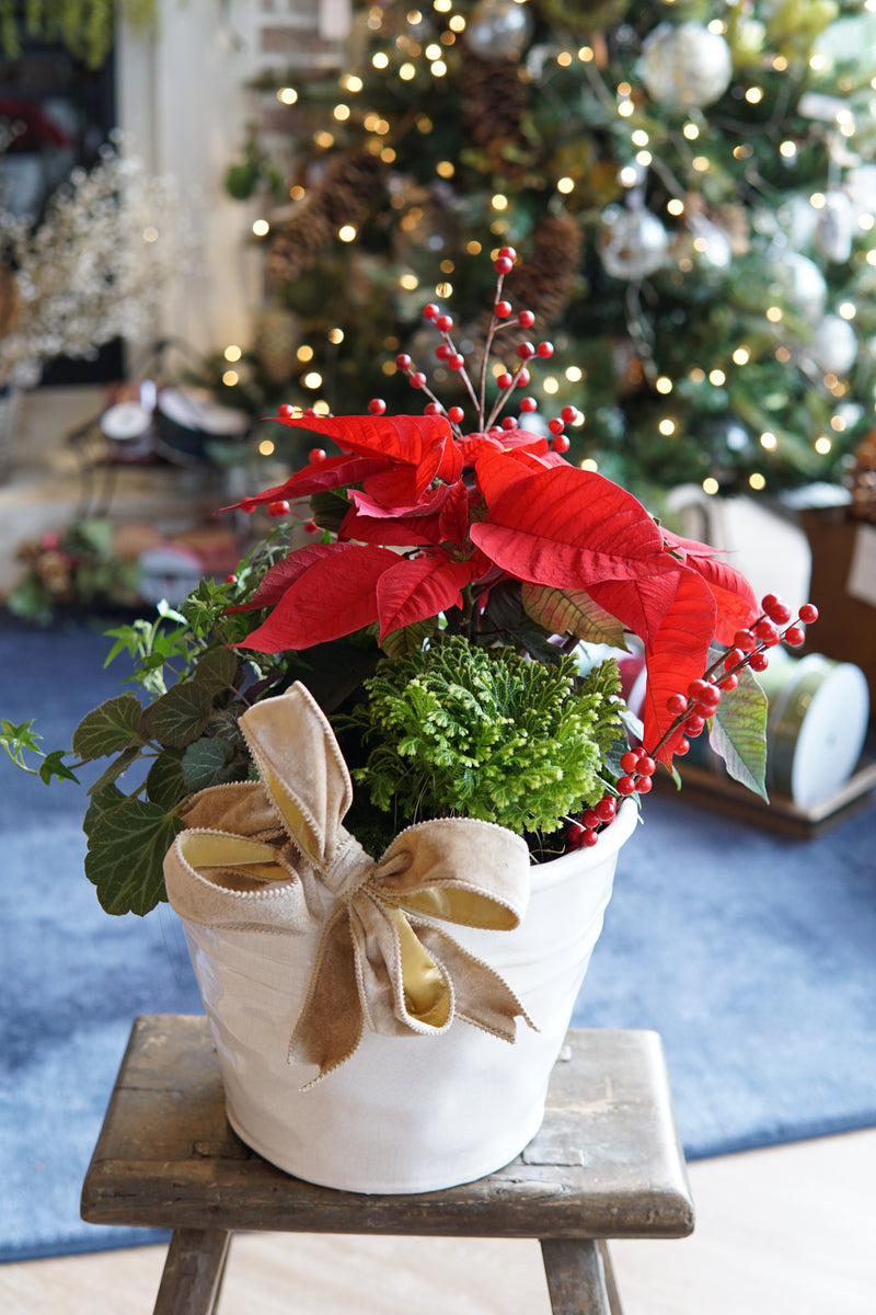 Plant of the Month (December)