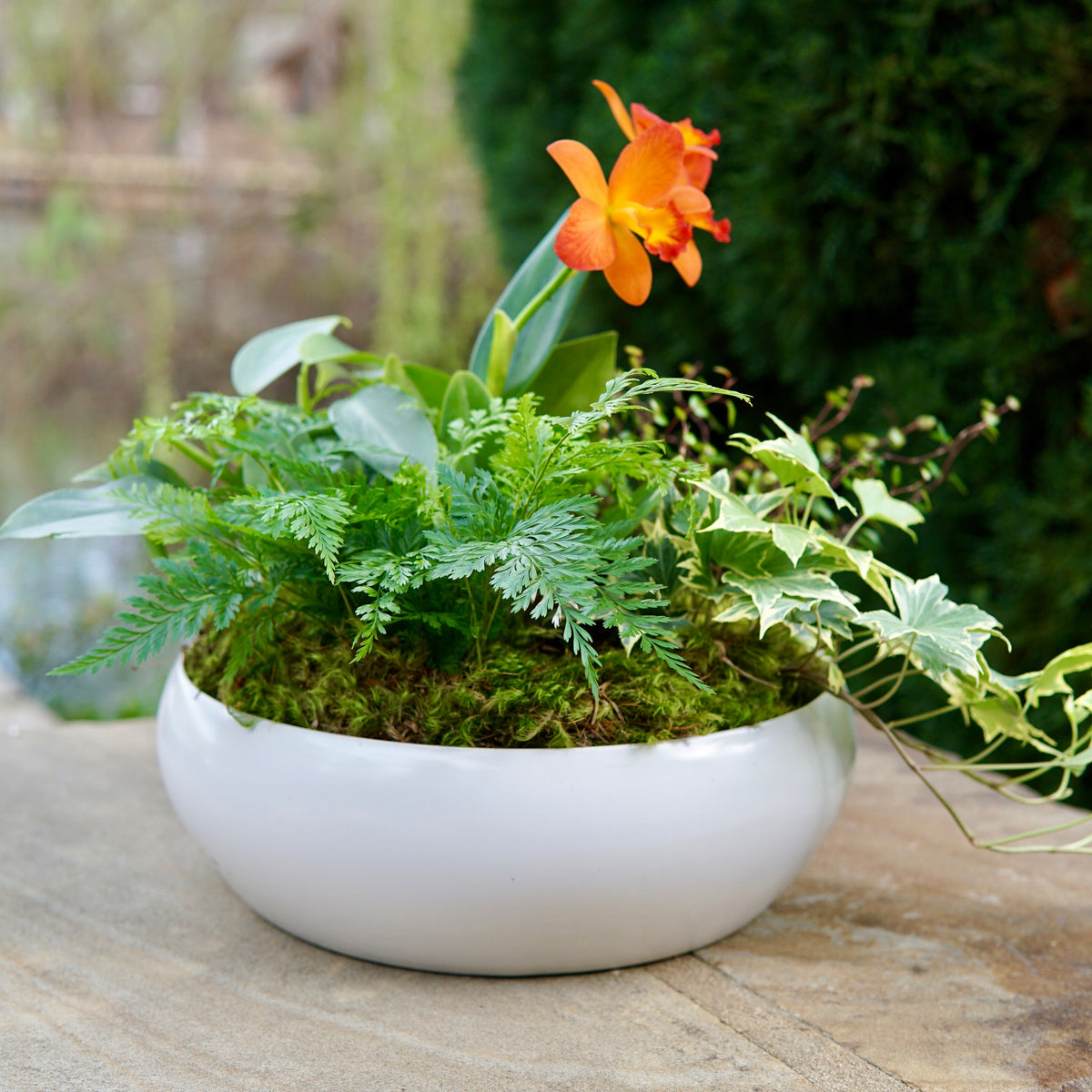 Potted plant with an orange flower on a stone surface