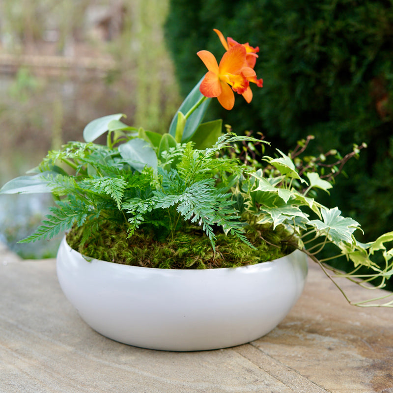 Potted plant with an orange flower on a stone surface