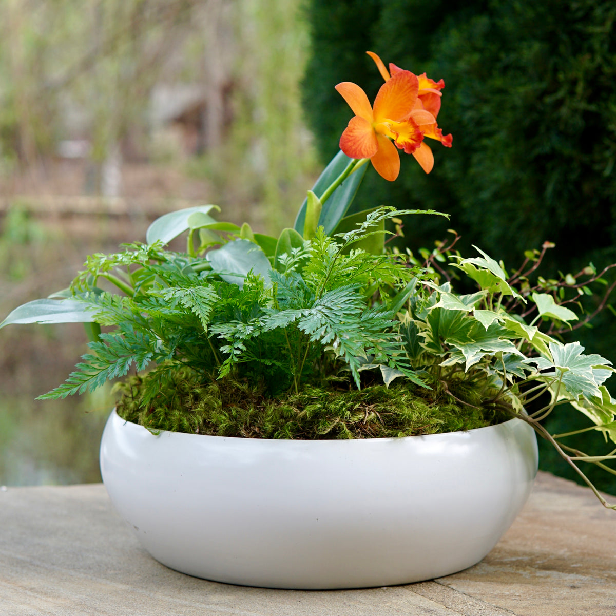 White bowl with green plants and an orange flower on a wooden surface