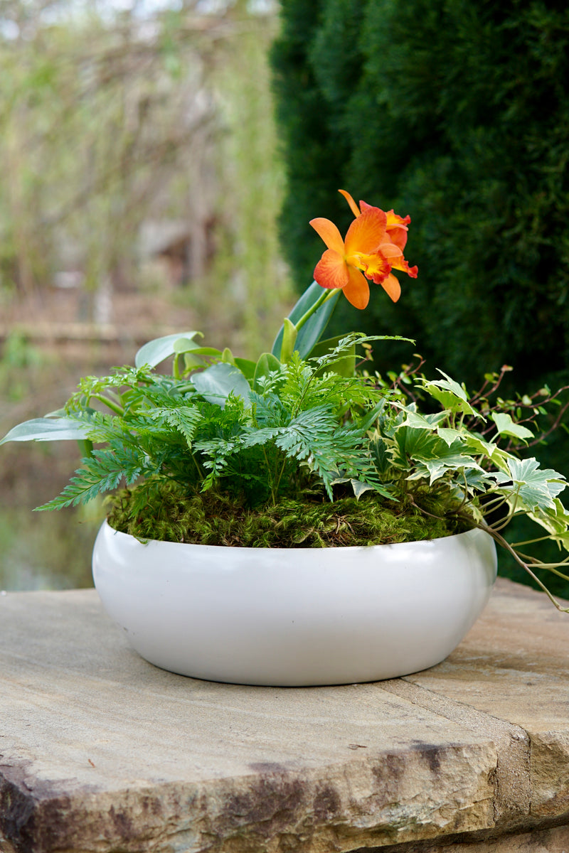 White bowl with green plants and an orange flower on a wooden surface