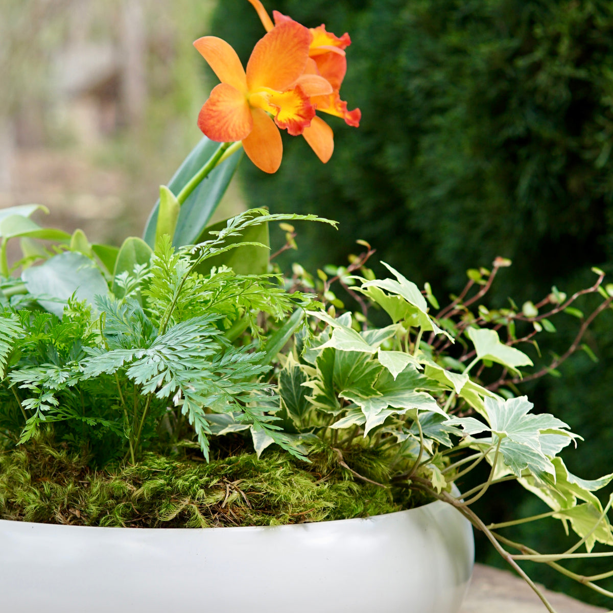 White planter with green plants and an orange flower on a wooden surface
