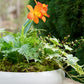 White planter with green plants and an orange flower on a wooden surface