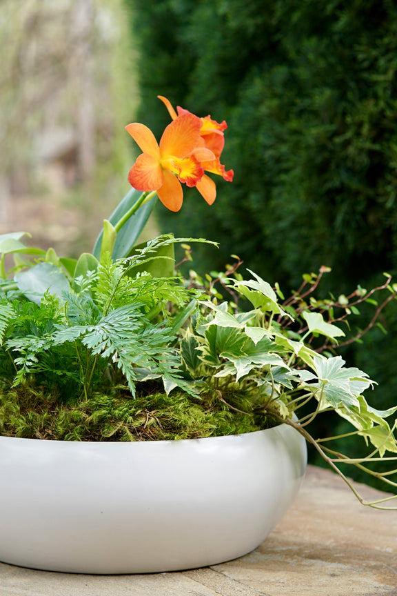 White planter with green plants and an orange flower on a wooden surface