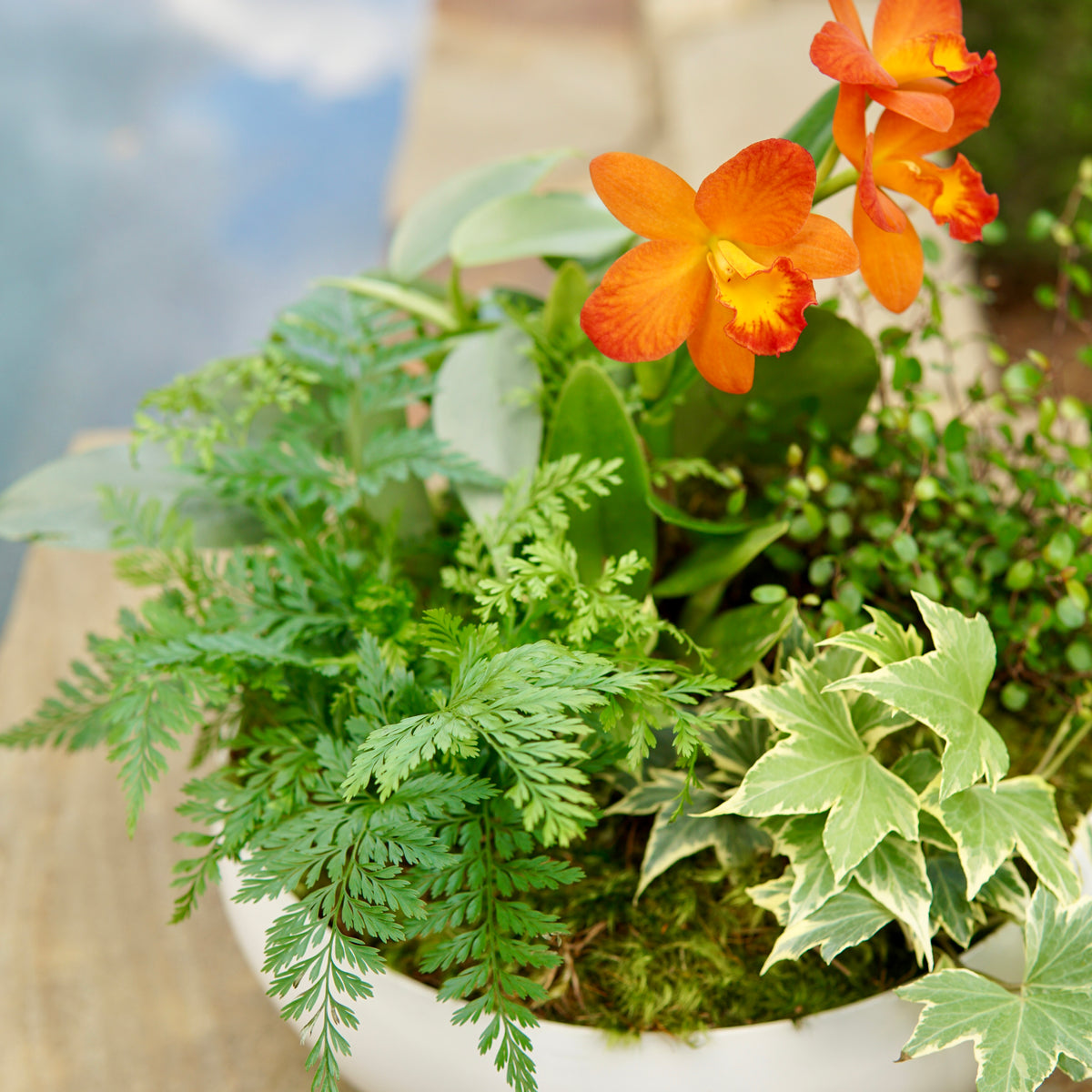 Potted plant with orange flowers and green leaves on a stone surface