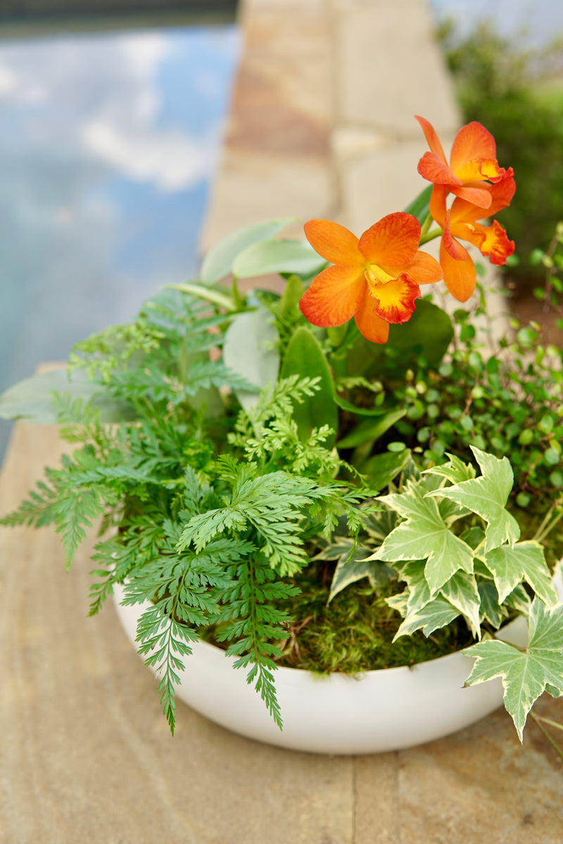 Potted plant with orange flowers and green leaves on a stone surface