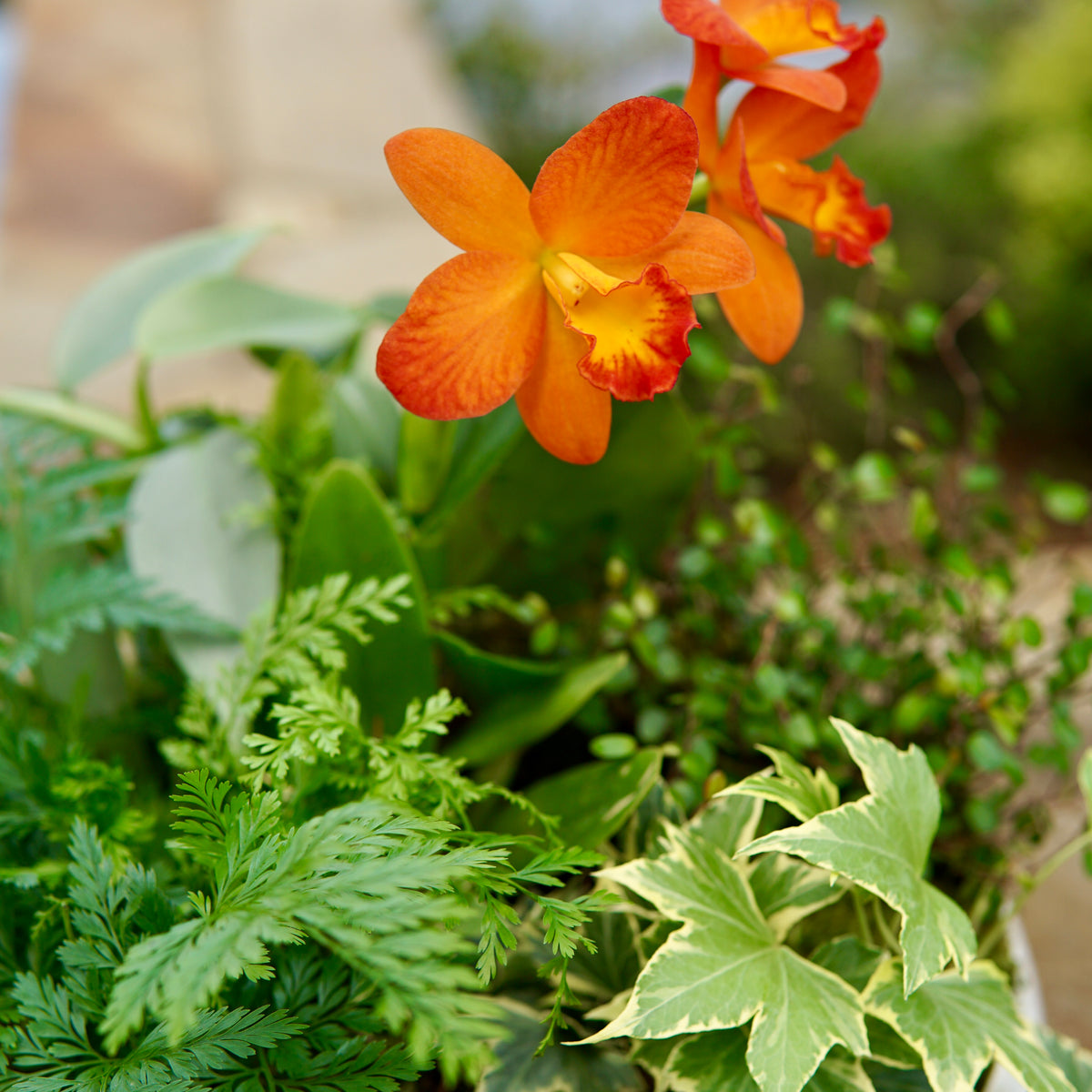 Orange orchid flower among green foliage