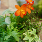 Orange orchid flower among green foliage