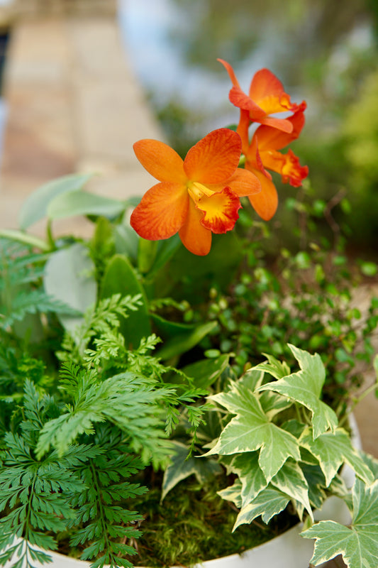 Orange orchid flower among green foliage