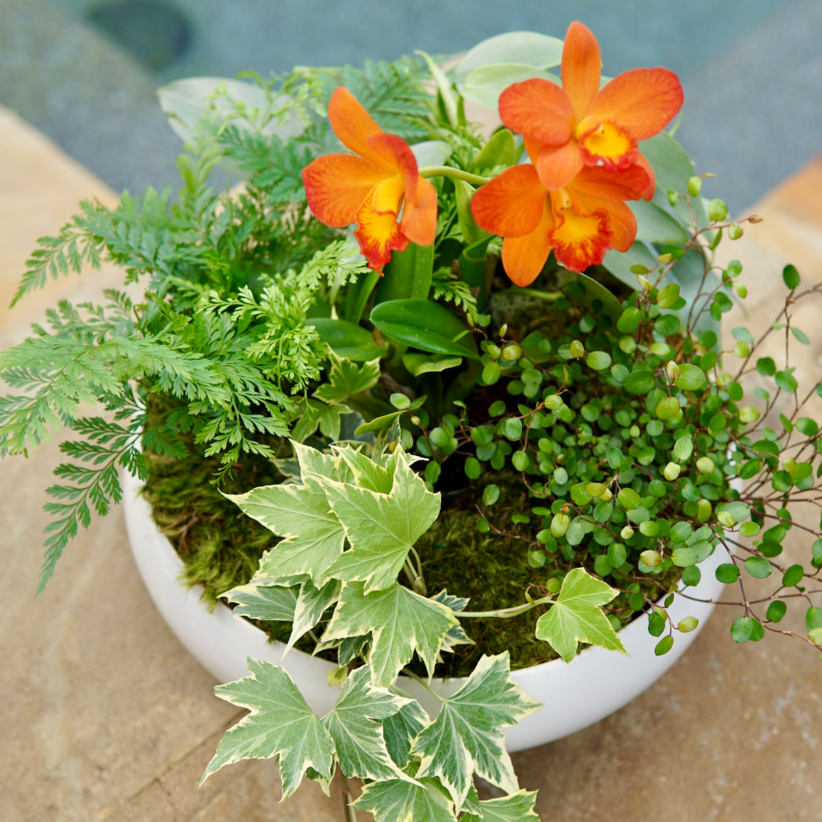 Potted plant with orange flowers and green leaves on a stone surface