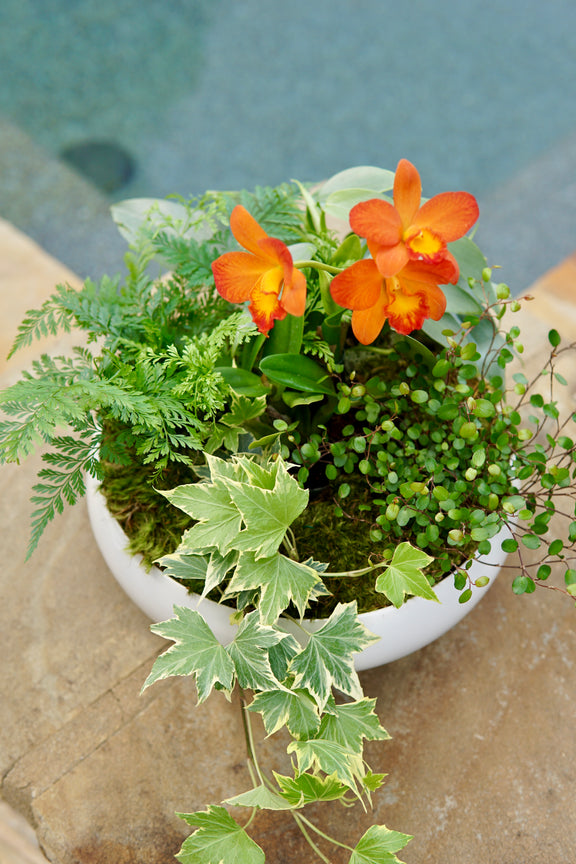 Potted plant with orange flowers and green leaves on a stone surface