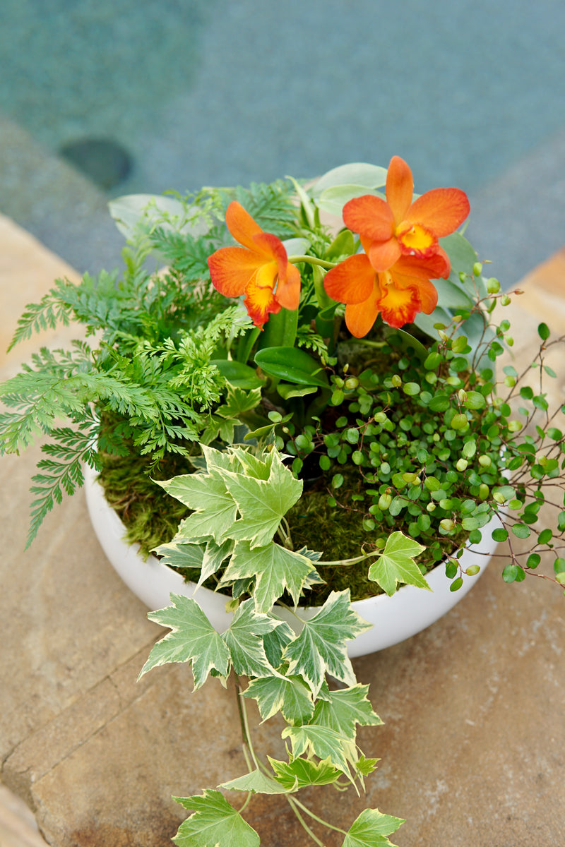 Potted plant with orange flowers and green leaves on a stone surface