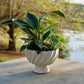 Potted plant on a stone surface with a blurred natural background
