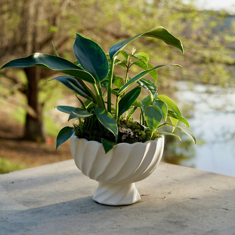Potted plant on a stone surface with a blurred natural background