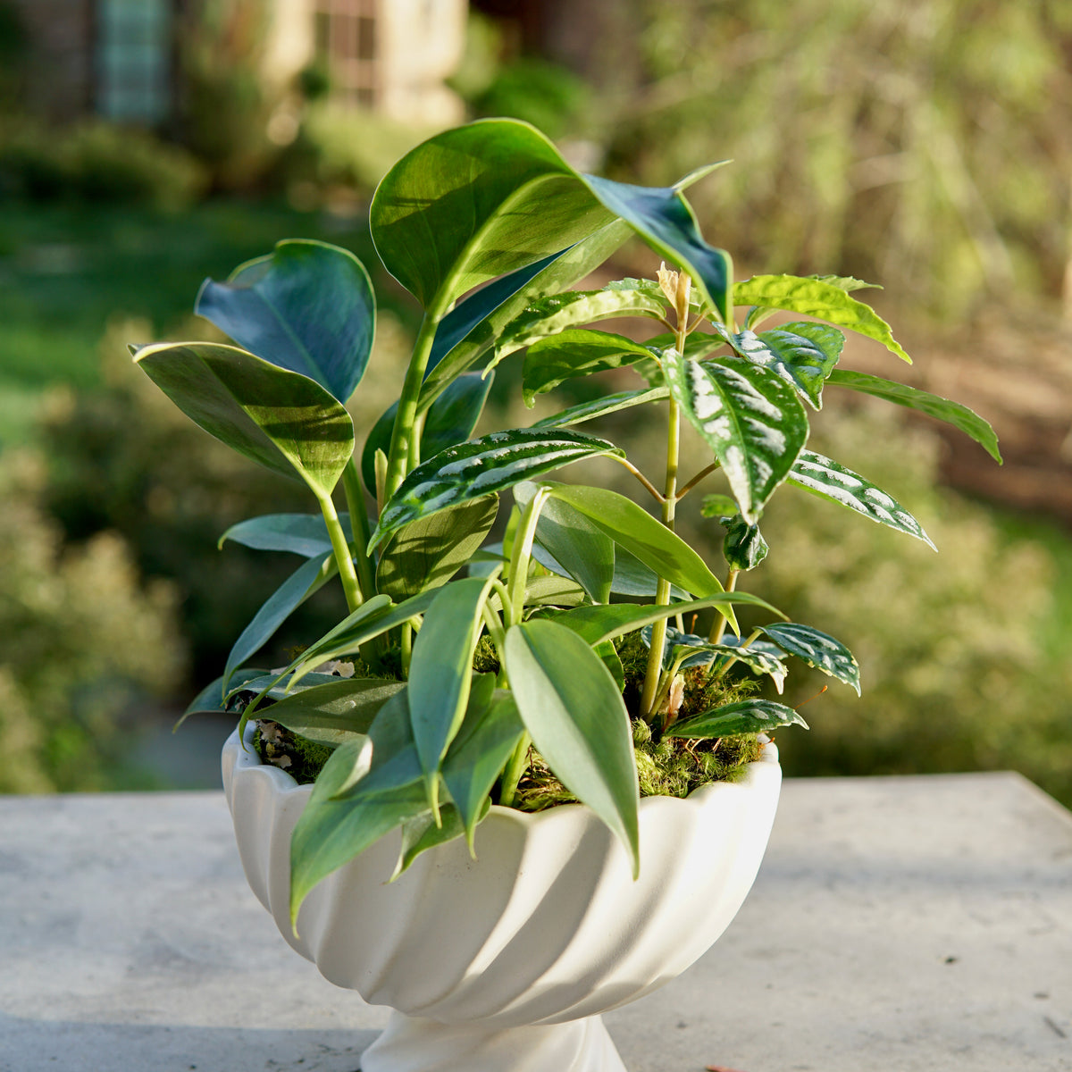 Mixed green foliage with broad glossy leaves and trailing elements in a white sculptural compote planter.