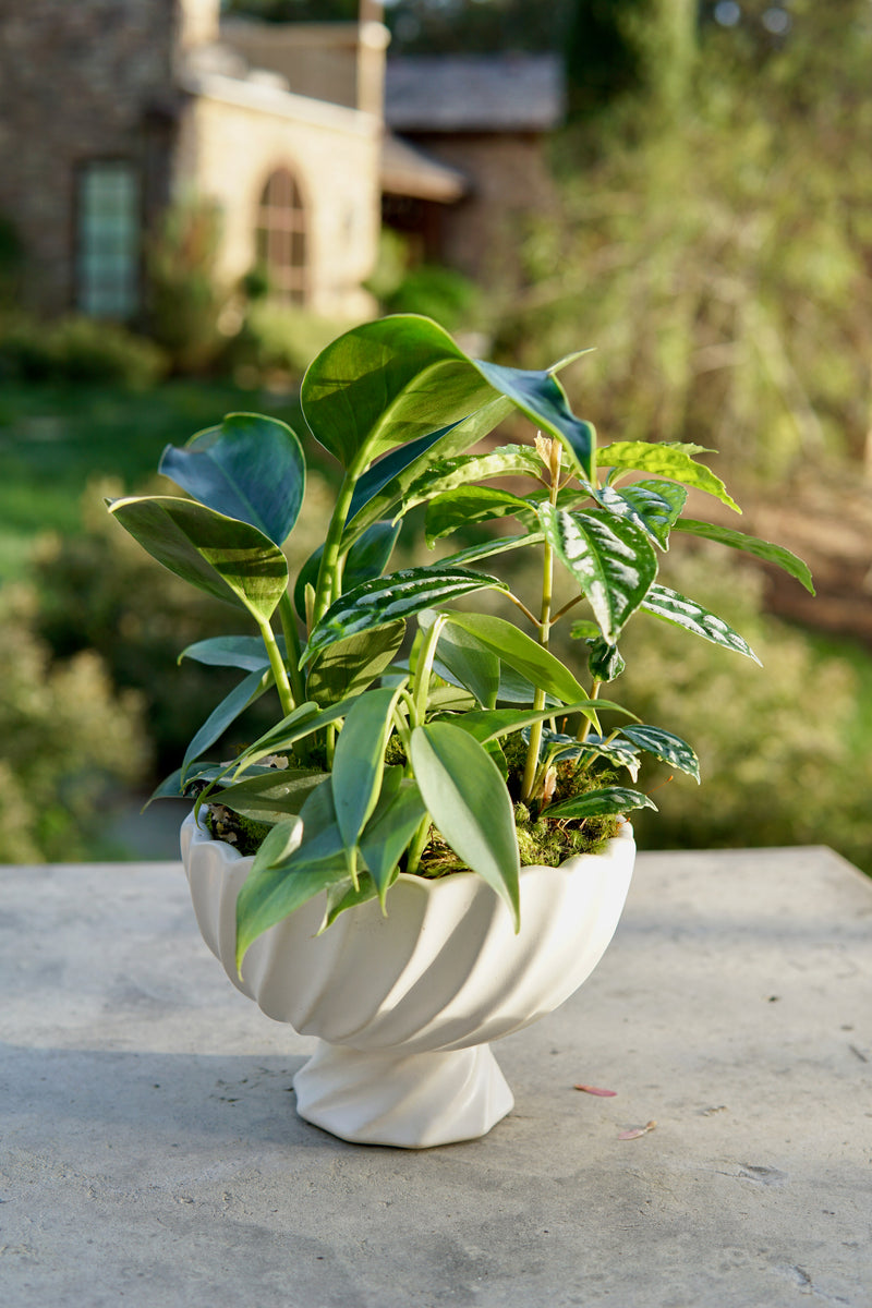 Plant of the Month (April) [BV-1]