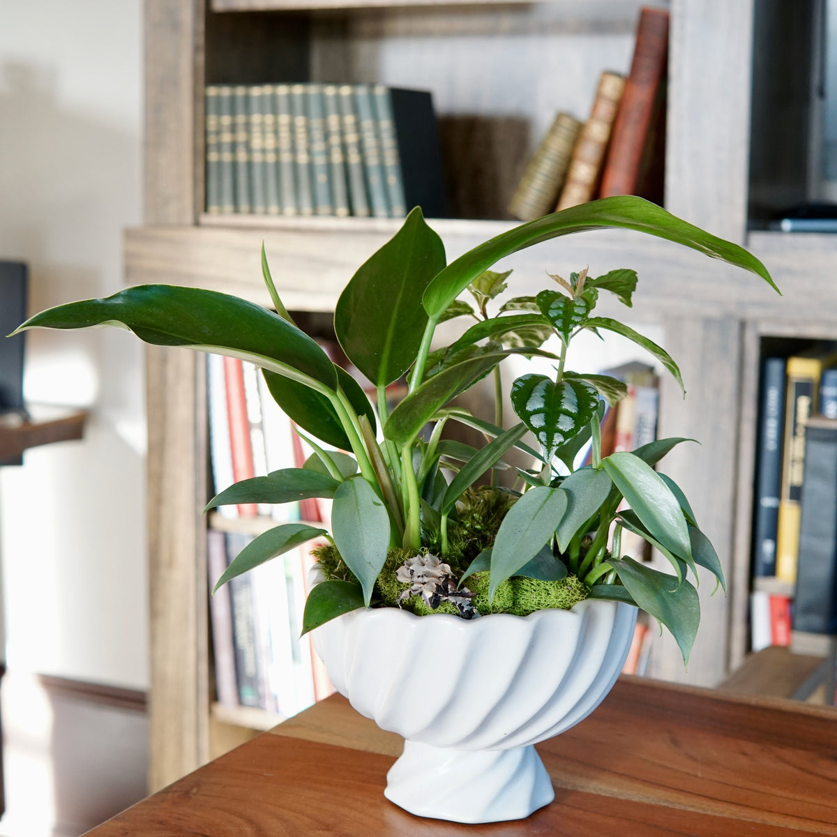 Lush green plant arrangement with broad glossy leaves and trailing stems in a white fluted compote bowl on wood surface