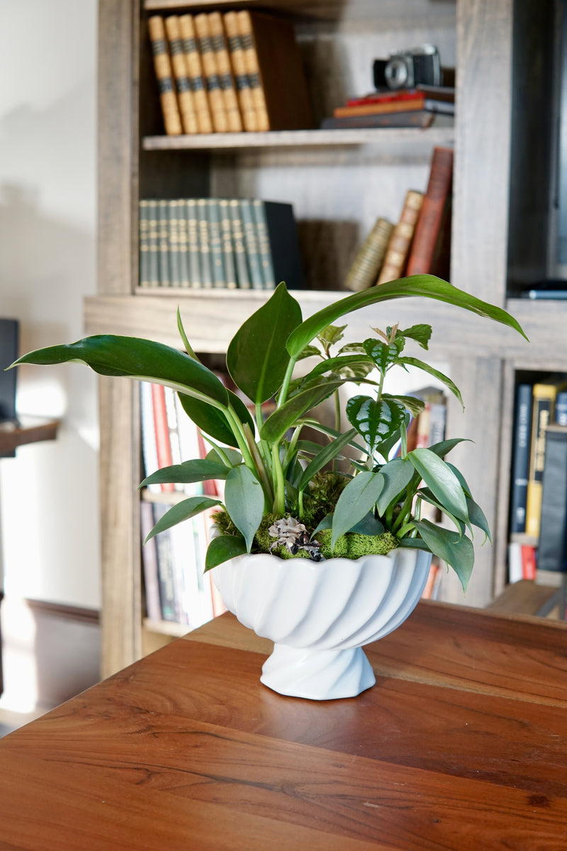 Plant of the Month (April) [BV-1]