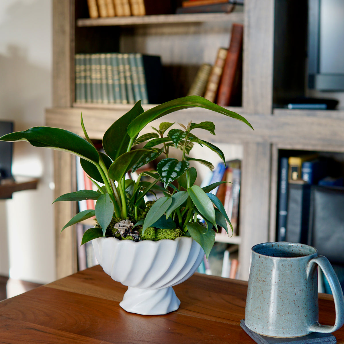 Lush green plant arrangement in white pedestal compote with broad glossy leaves and trailing elements on wooden table