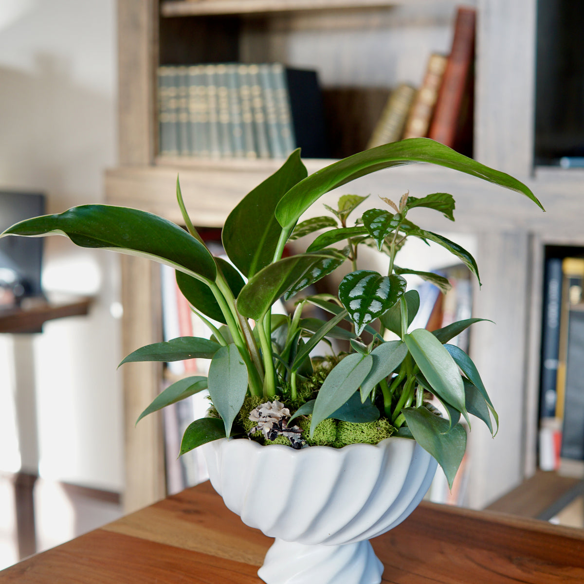 Green houseplants with broad leaves in a white ribbed compote vase on wooden table