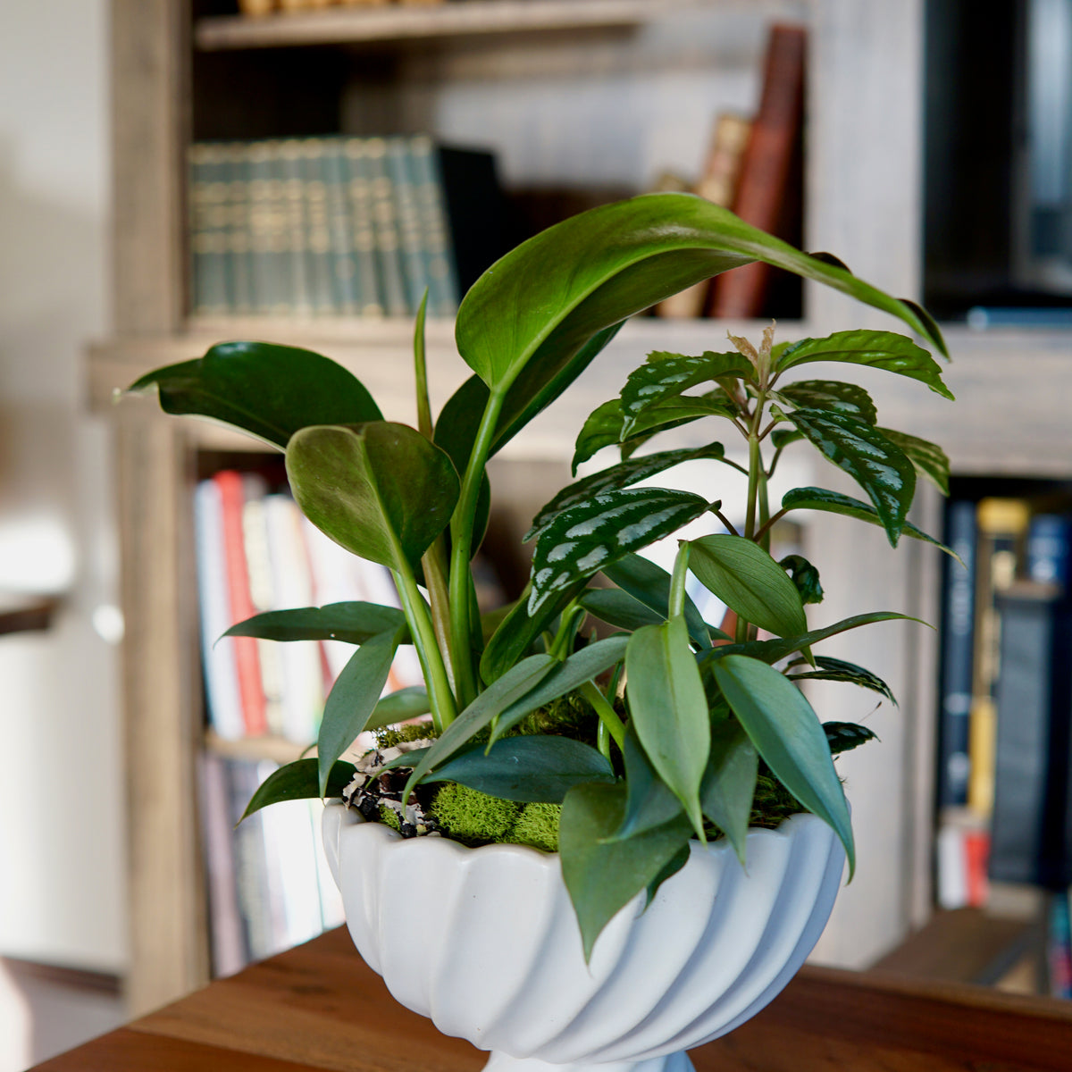 Lush green potted plant arrangement with broad glossy leaves and trailing elements in a white pedestal compote on wooden surface