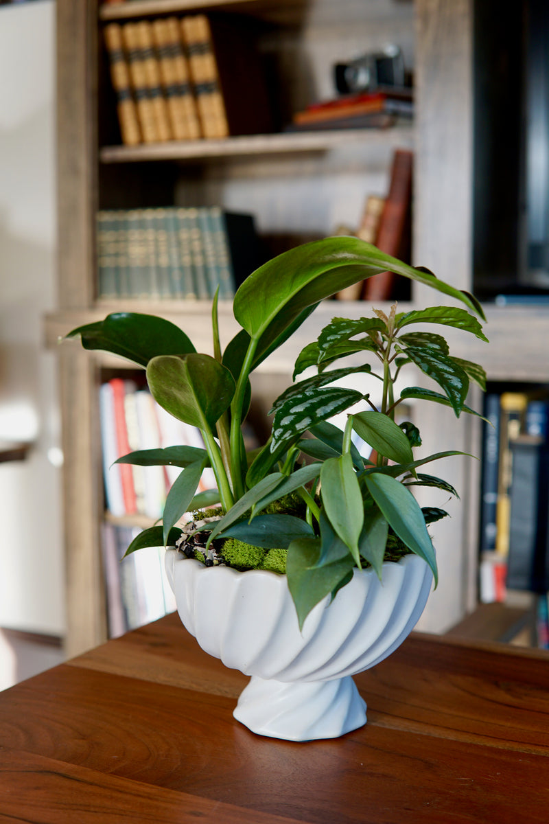 Plant of the Month (April) [BV-1]